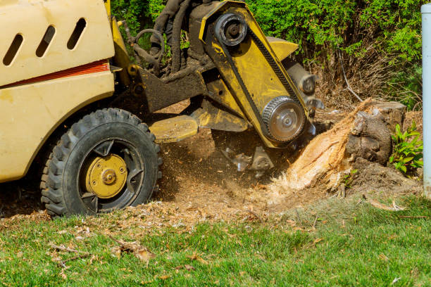 Best Tree Branch Trimming  in Brandermill, VA